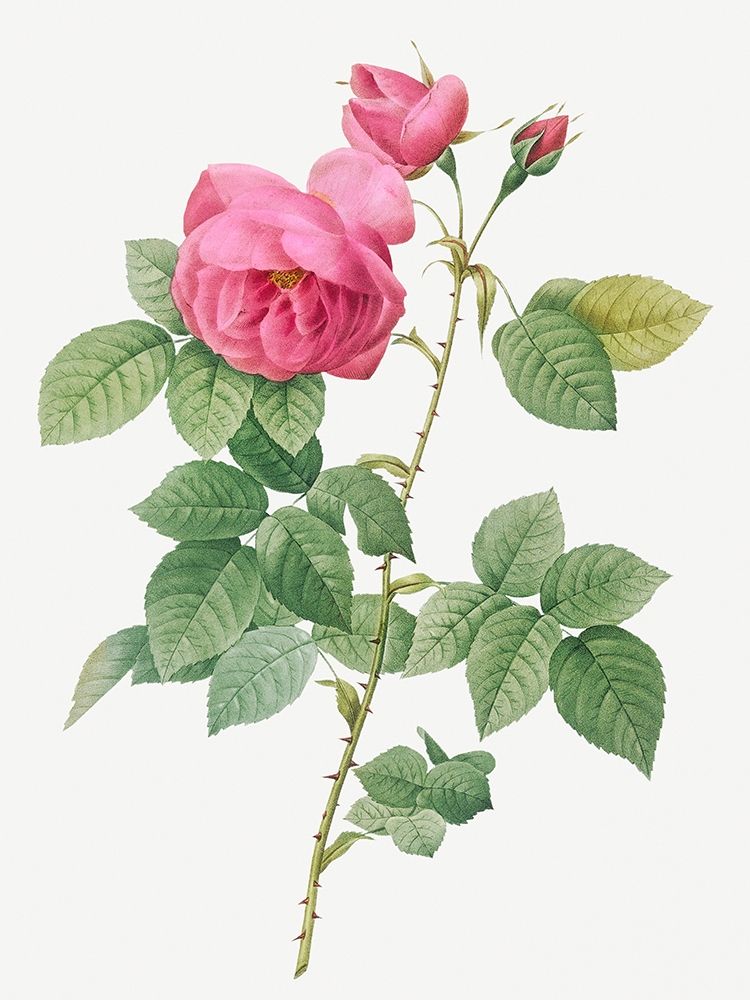 Bourbon Rose, Rosa canina burboniana art print by Pierre Joseph Redoute for $57.95 CAD