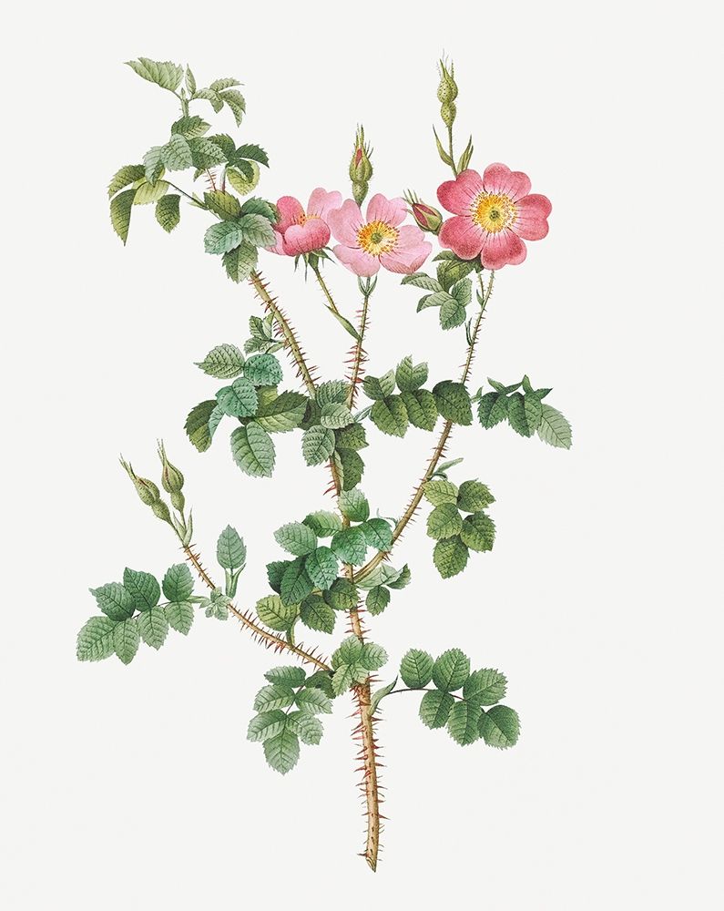 Prickly Sweet Briar Rose with Dusty Pink Flowers, Rosa rubiginosa aculeatissima art print by Pierre Joseph Redoute for $57.95 CAD