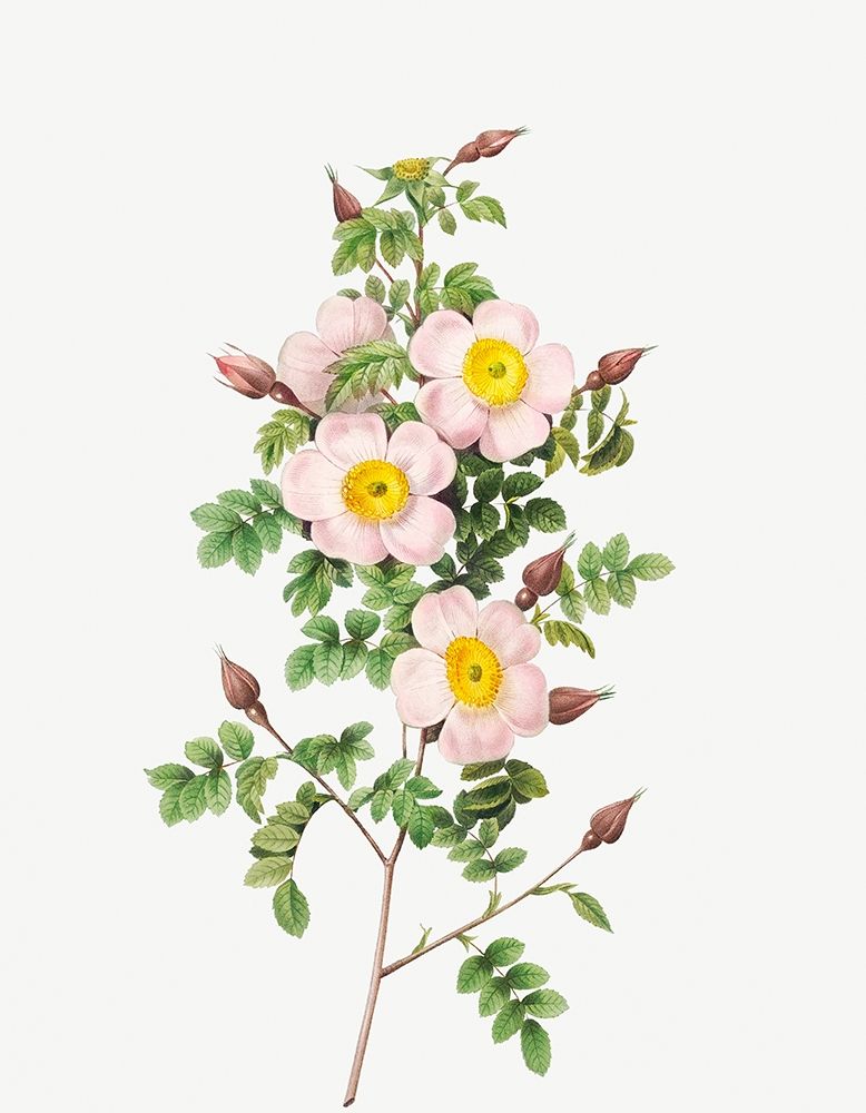 Rosa pimpinellifolia, Burnet Rose, Rosa pimpinelli-folia inermis art print by Pierre Joseph Redoute for $57.95 CAD