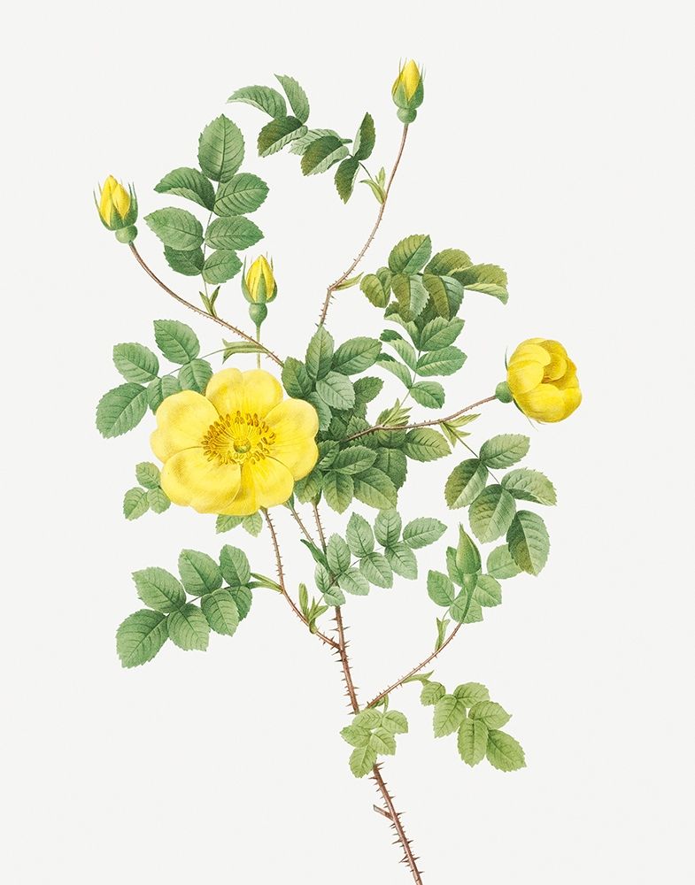 Sweetbriar Rose, Eglantine Rose, Rosa eglanteria luteola art print by Pierre Joseph Redoute for $57.95 CAD