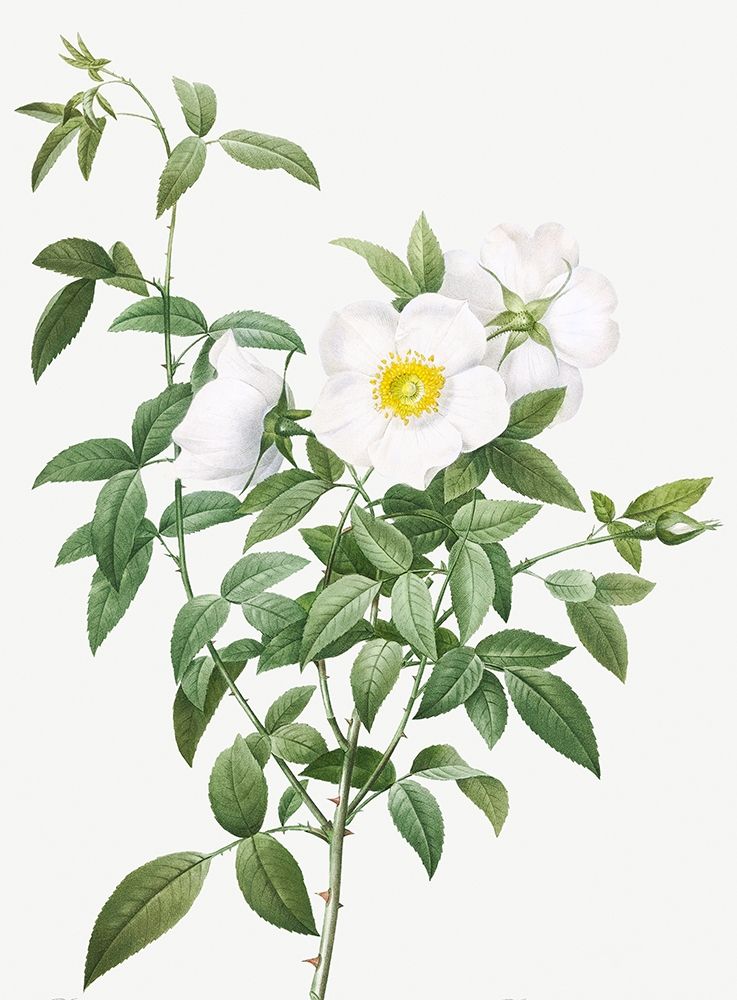 Cherokee Rose, White Rose of Snow, Rosa Nivea art print by Pierre Joseph Redoute for $57.95 CAD