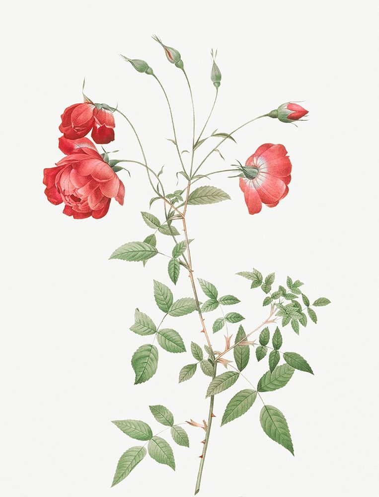 Red Rose, Bengal in Bouquet, Rosa indica sertulata art print by Pierre Joseph Redoute for $57.95 CAD