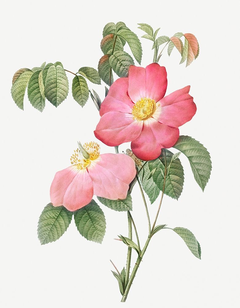 Pink French Rose, Provins Rosebush with Pink and Simple Flowers art print by Pierre Joseph Redoute for $57.95 CAD