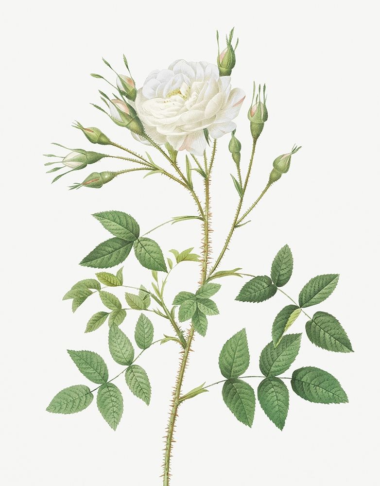 Rose of Rosenberg, Rosa rosenbergiana art print by Pierre Joseph Redoute for $57.95 CAD
