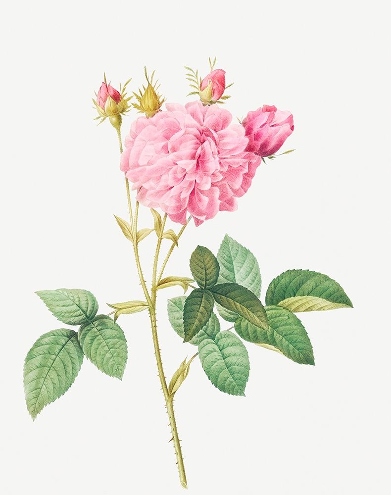 Agatha rose, Rosa gallica Agatha art print by Pierre Joseph Redoute for $57.95 CAD
