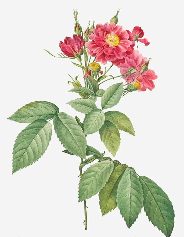 Boursault Rose, Rambling Rose, Rosa lheritieranea art print by Pierre Joseph Redoute for $57.95 CAD