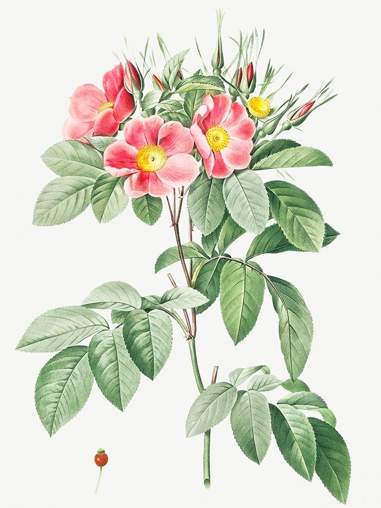 Pasture Rose, Highbush Carolina Rosebush, Rosa Carolina coryinbosa art print by Pierre Joseph Redoute for $57.95 CAD