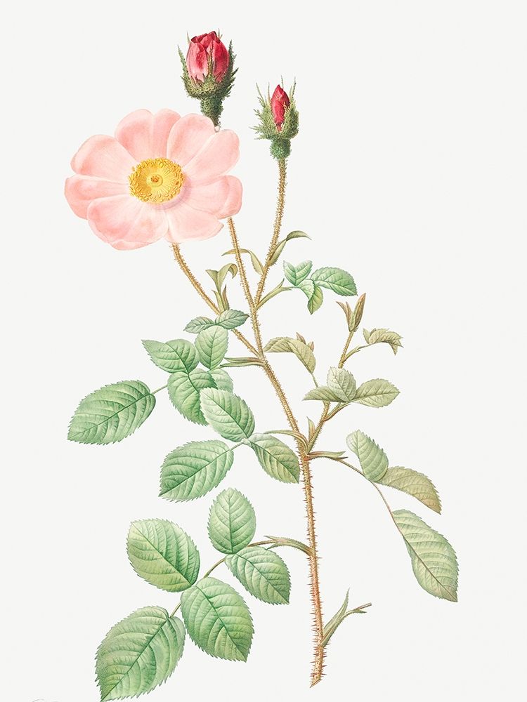 Musk Rose, Sparkling Rose, Rosa moschata art print by Pierre Joseph Redoute for $57.95 CAD