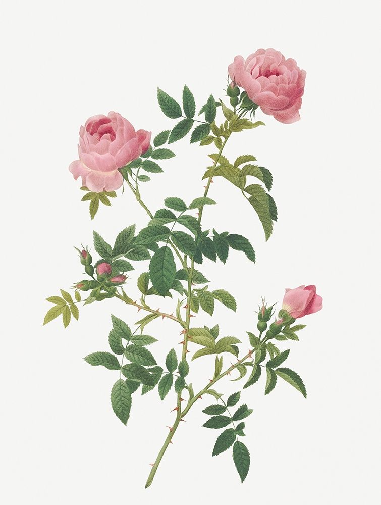 Hundred-petalled English Rose, Rose of the Hedges with semi-double flowers art print by Pierre Joseph Redoute for $57.95 CAD