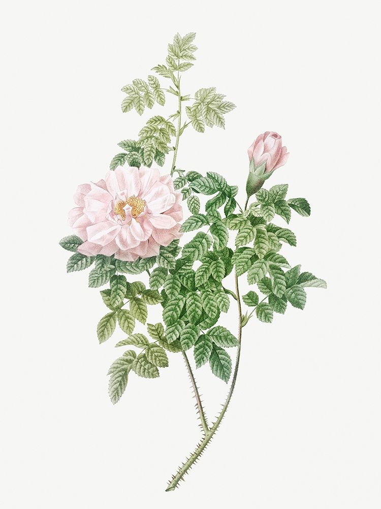 Ventenats Rose, Rose Bush, Rosa ventenatiana art print by Pierre-Joseph Redouté for $57.95 CAD