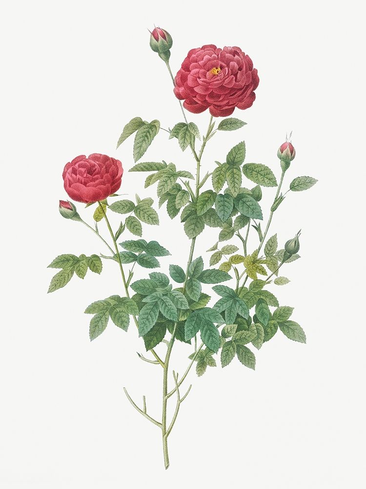 Burgundy Cabbage Rose, Pompon of Burgundy, Rosa pomponia Burgundiaca art print by Pierre Joseph Redoute for $57.95 CAD