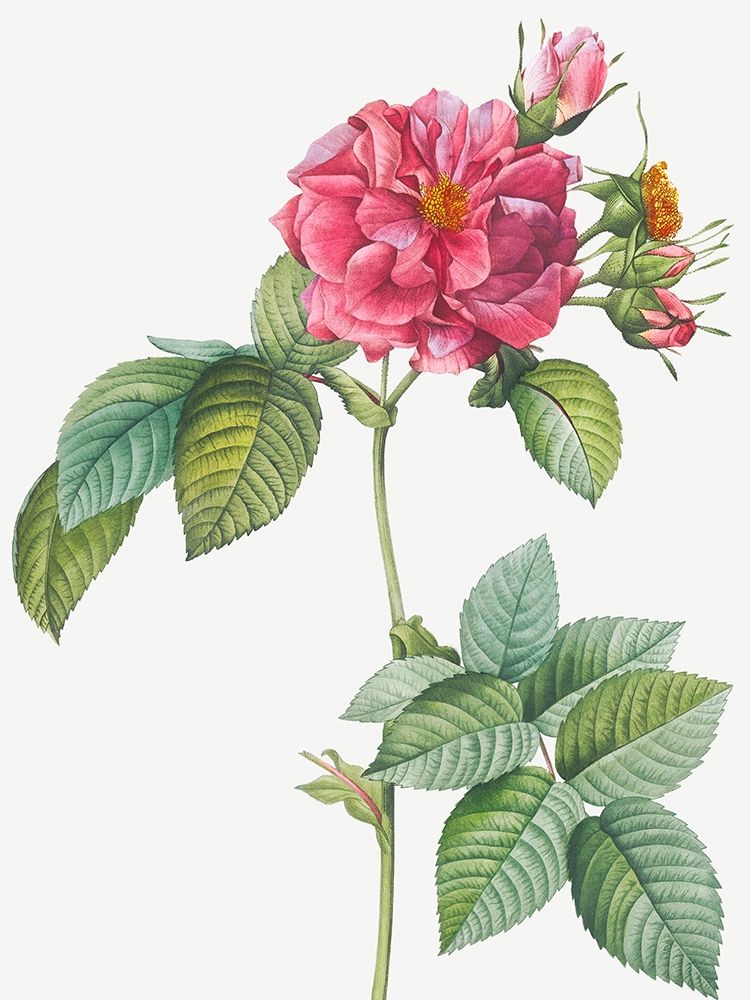Rosa turbinata, Rose of Frankfurt art print by Pierre Joseph Redoute for $57.95 CAD