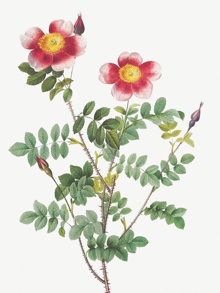 Burnet Rose, Rosa pimpinellifolia flore variegato art print by Pierre Joseph Redoute for $57.95 CAD