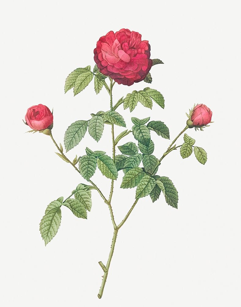 Purple Agatha, Little Violet Buttercup, Rosa Gallica agatha art print by Pierre Joseph Redoute for $57.95 CAD