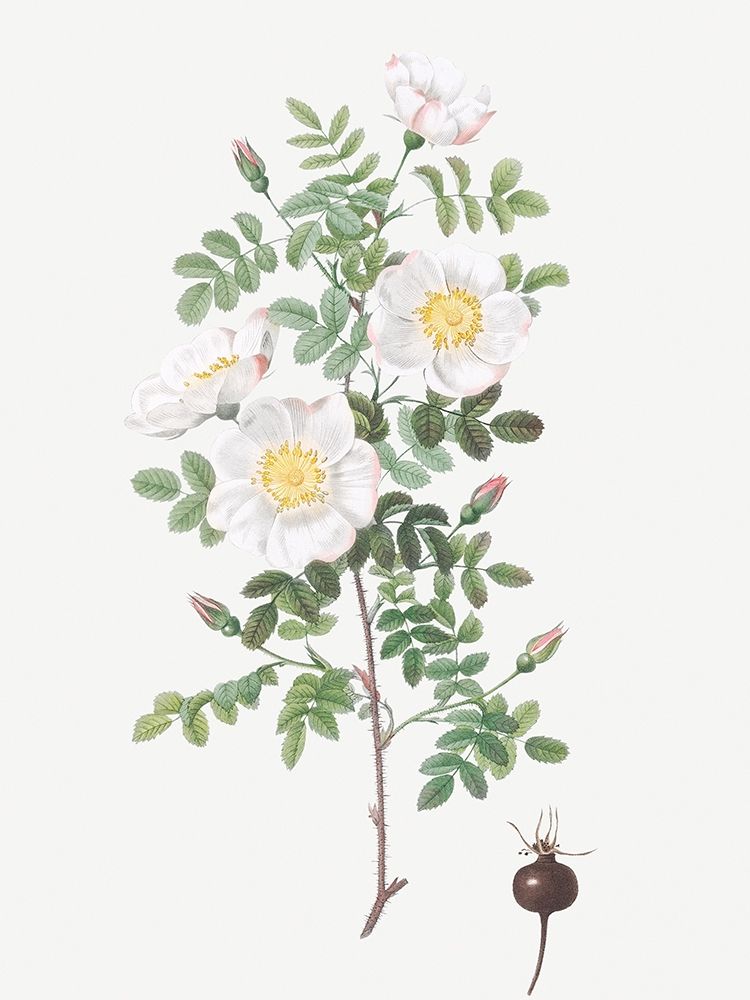 Burnet Rose, Rosa pimpinellifolia art print by Pierre Joseph Redoute for $57.95 CAD