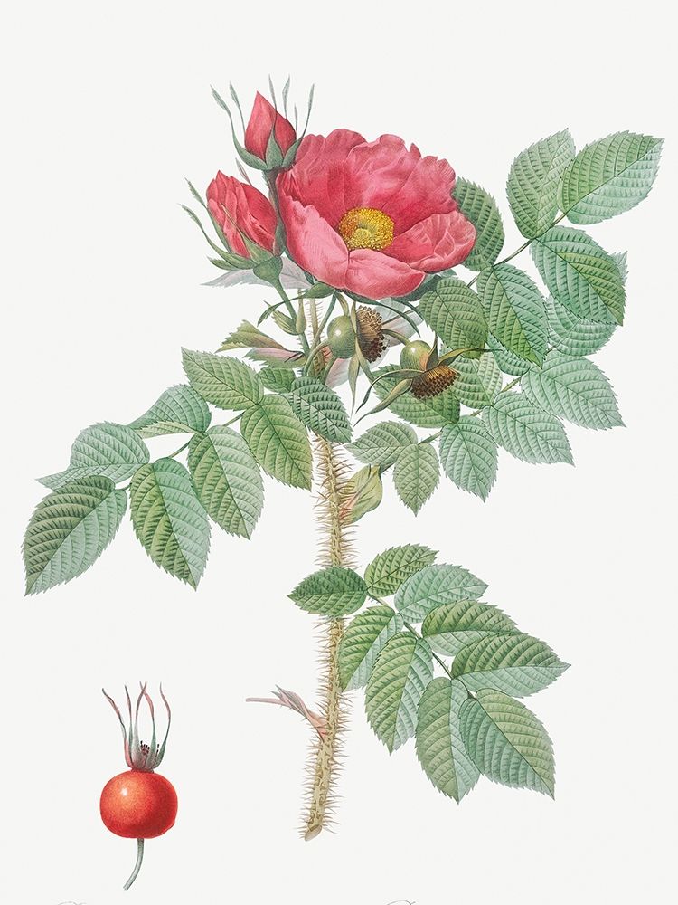 Kamtschatka Rose, Rosa kamtschatica art print by Pierre-Joseph Redouté for $57.95 CAD