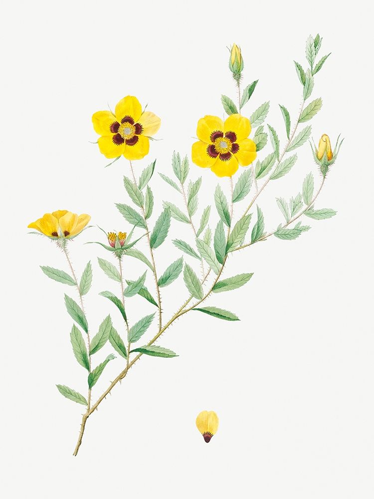 Rosa persica, Rose Leaved Rosebush, Rosa berberifolia art print by Pierre Joseph Redoute for $57.95 CAD