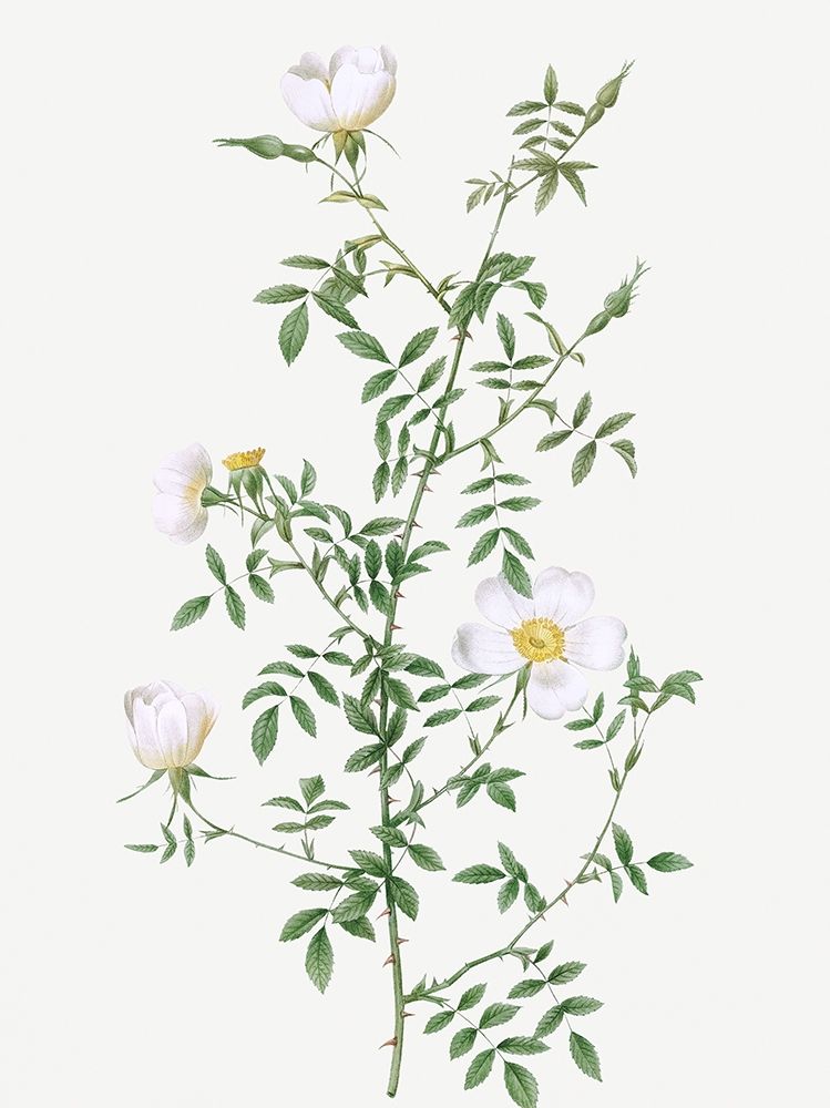 Myrtle Leaved Hedge Rose, Roses of Hayes with Myrtle Leaves, Rosa sepium Myrtifolia art print by Pierre Joseph Redoute for $57.95 CAD