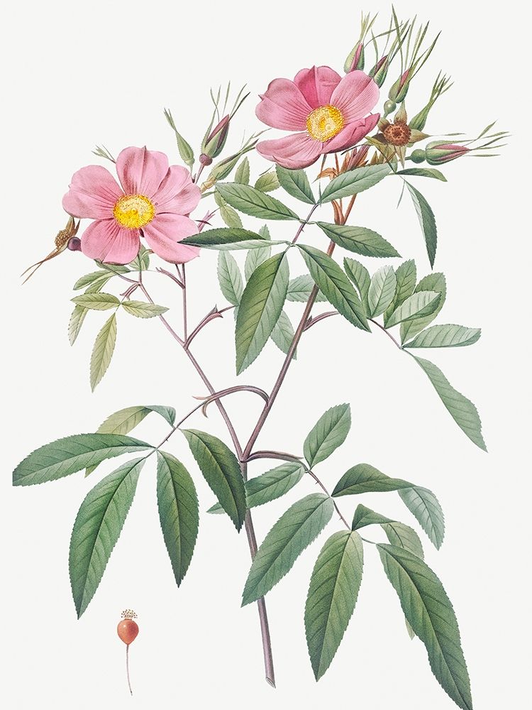 Swamp Rose, Hudson Rose with Willow Leaves, Rosa hudsoniana salicifolia art print by Pierre Joseph Redoute for $57.95 CAD