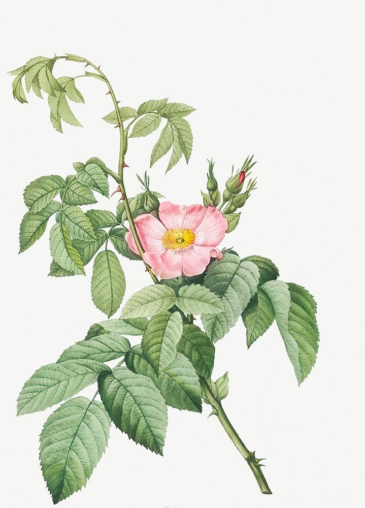The Apple Rose, Spanish Rosehip Rose, Rosa villosa art print by Pierre Joseph Redoute for $57.95 CAD