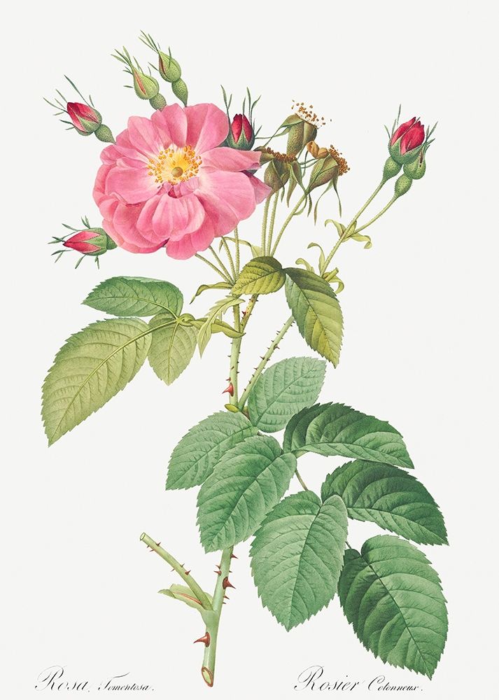 Harsh Downy Rose, Cotton Rose, Rosa tomentosa art print by Pierre Joseph Redoute for $57.95 CAD