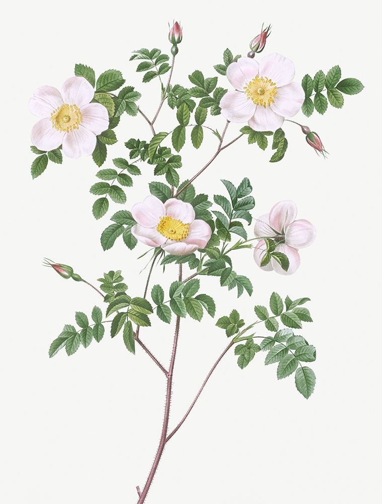 De Candolles white rose, Rosier de Candolle, Rosa candolleana elegans art print by Pierre Joseph Redoute for $57.95 CAD
