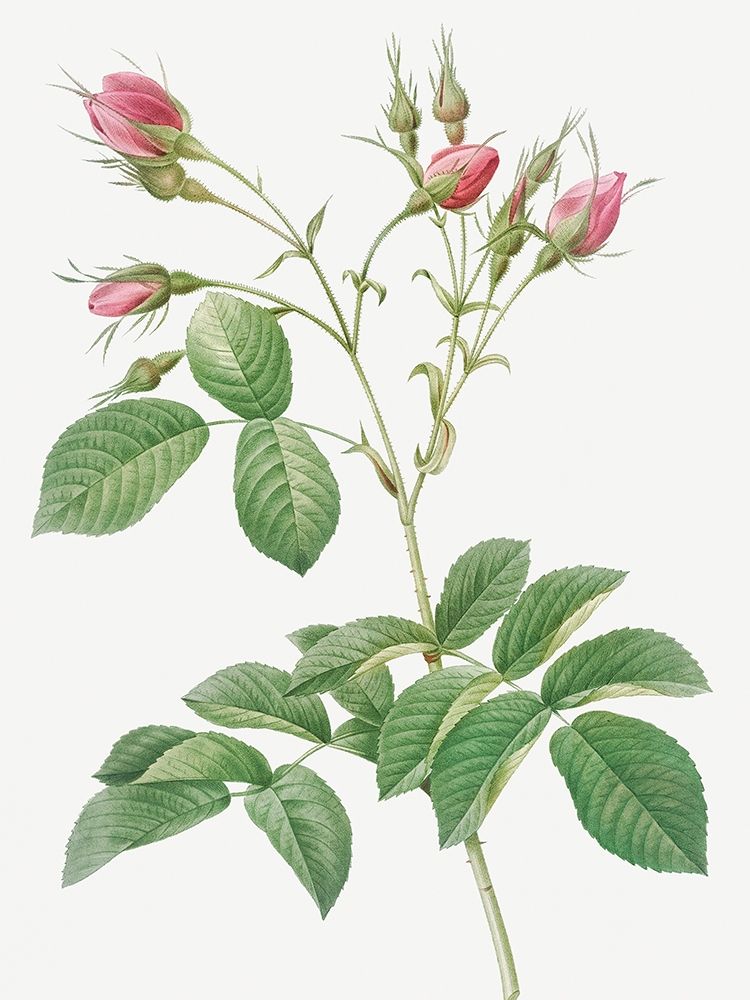 Evrats Rose with Crimson Buds, Rosa evratina art print by Pierre Joseph Redoute for $57.95 CAD