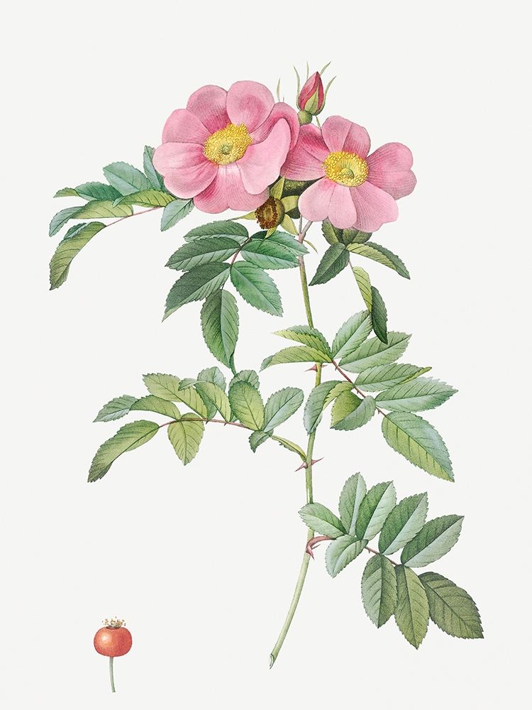 Rosa lucida, Shining Rose art print by Pierre Joseph Redoute for $57.95 CAD