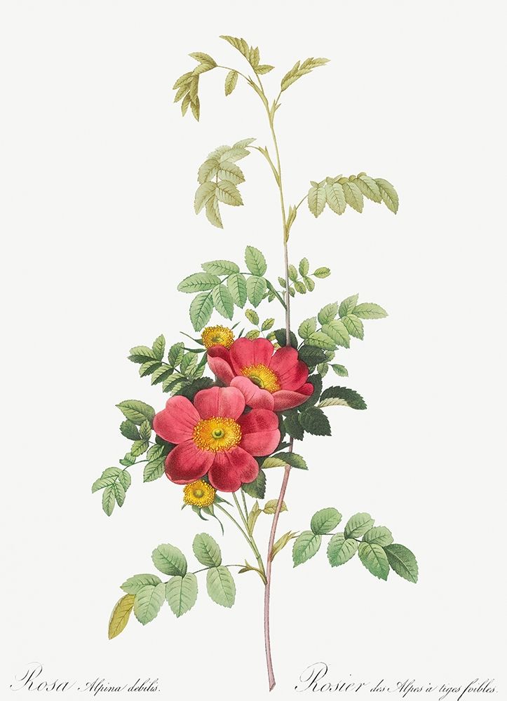 Alpine Rose, Rosebush of Alpes with Weak Stems, Rosa alpina debilis art print by Pierre Joseph Redoute for $57.95 CAD