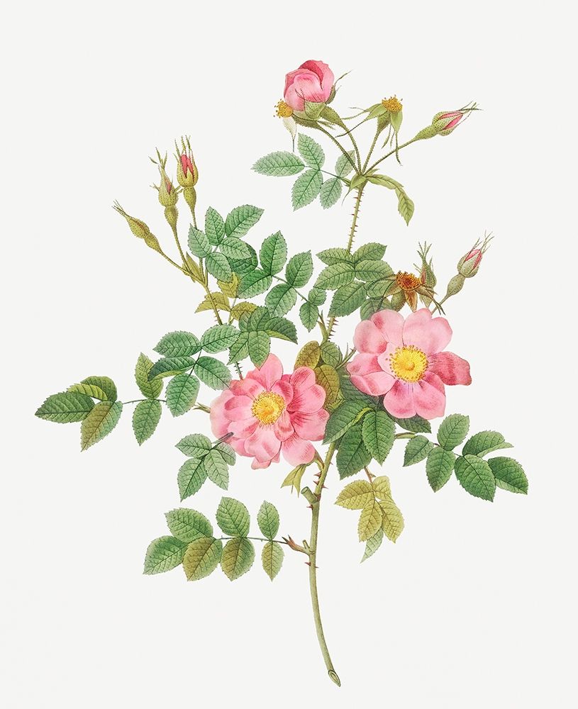 Sweet Briar, Rusty Rose with Semi-Double Flowers, Rosa rubiginosa flore semi-pleno art print by Pierre Joseph Redoute for $57.95 CAD