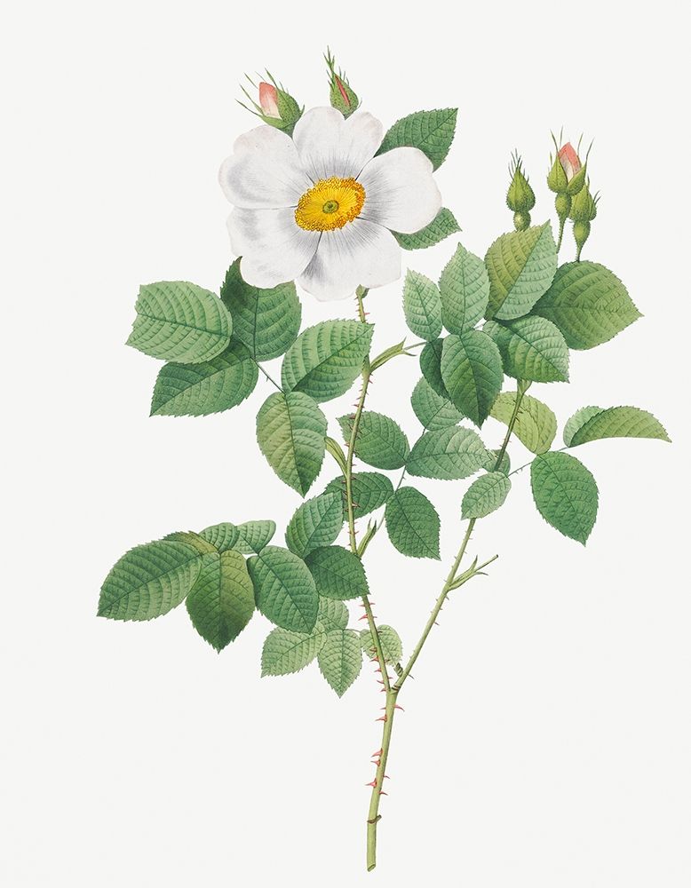Twin Flowered White Rose, Rosebush with Geminate Flowers, Rosa geminata art print by Pierre Joseph Redoute for $57.95 CAD