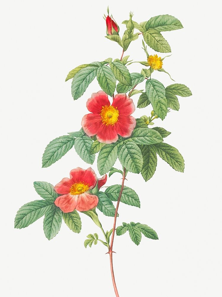 Rosa majalis, Single May Rose, Rosa Cinnamomea flore simplici art print by Pierre-Joseph Redouté for $57.95 CAD