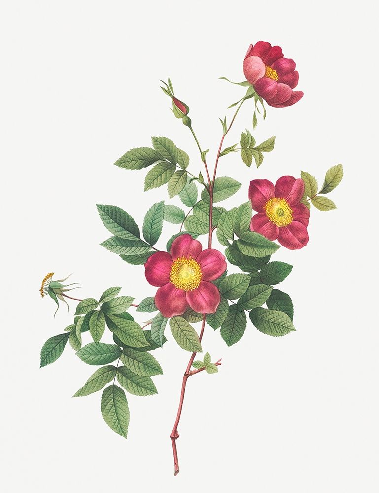 Alpine Rose, Common Alpine Rose Garden, Rosa Alpina vulgaris art print by Pierre Joseph Redoute for $57.95 CAD