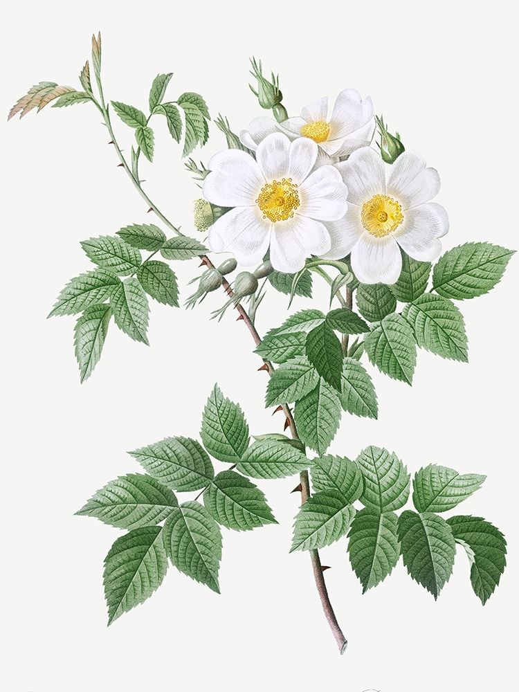 Short styled rose with yellow and white flowers, Rosa brevistyla leucochroa art print by Pierre Joseph Redoute for $57.95 CAD