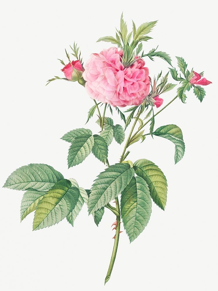 Agatha rose, Rosa gallica Agatha art print by Pierre Joseph Redoute for $57.95 CAD
