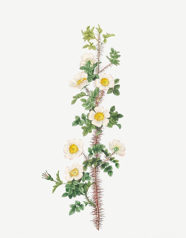 Scotch Rose, Rose tree with a thousand thorns, Rosa myriacantha art print by Pierre Joseph Redoute for $57.95 CAD
