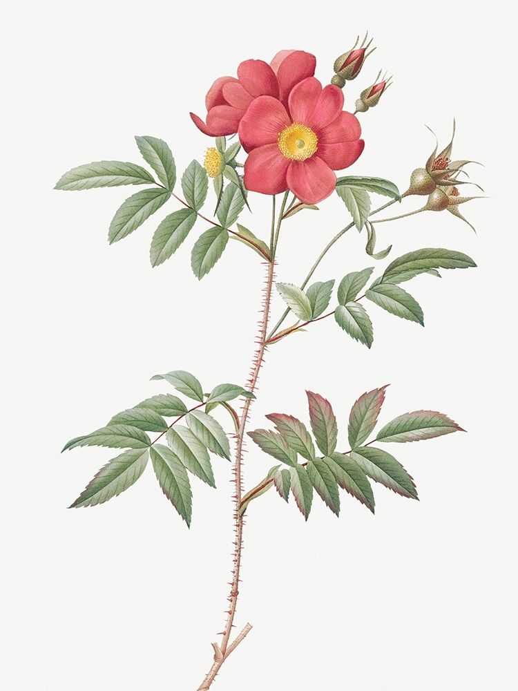 Red Leaved Rose, Rose Tree with Red Stems and Spines, Rosa redutea glauca art print by Pierre-Joseph Redouté for $57.95 CAD