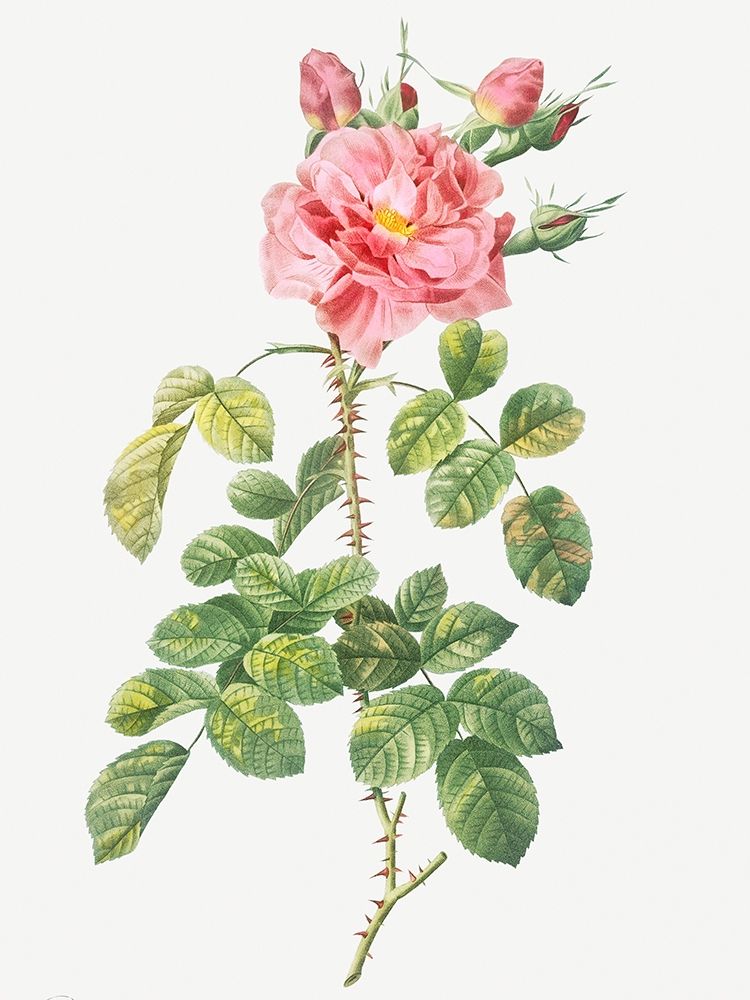 Four Seasons Rose, Rosa bifera variegata art print by Pierre Joseph Redoute for $57.95 CAD