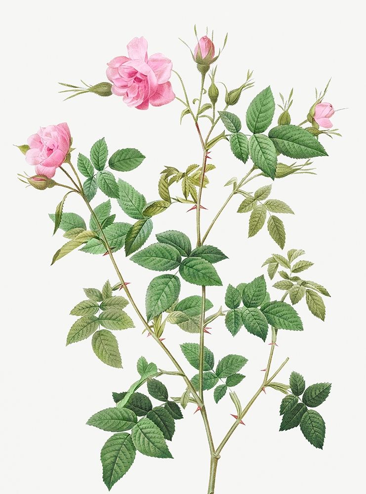 Wild Rose, Rosebush with small flowers, Rosa parviflora art print by Pierre Joseph Redoute for $57.95 CAD