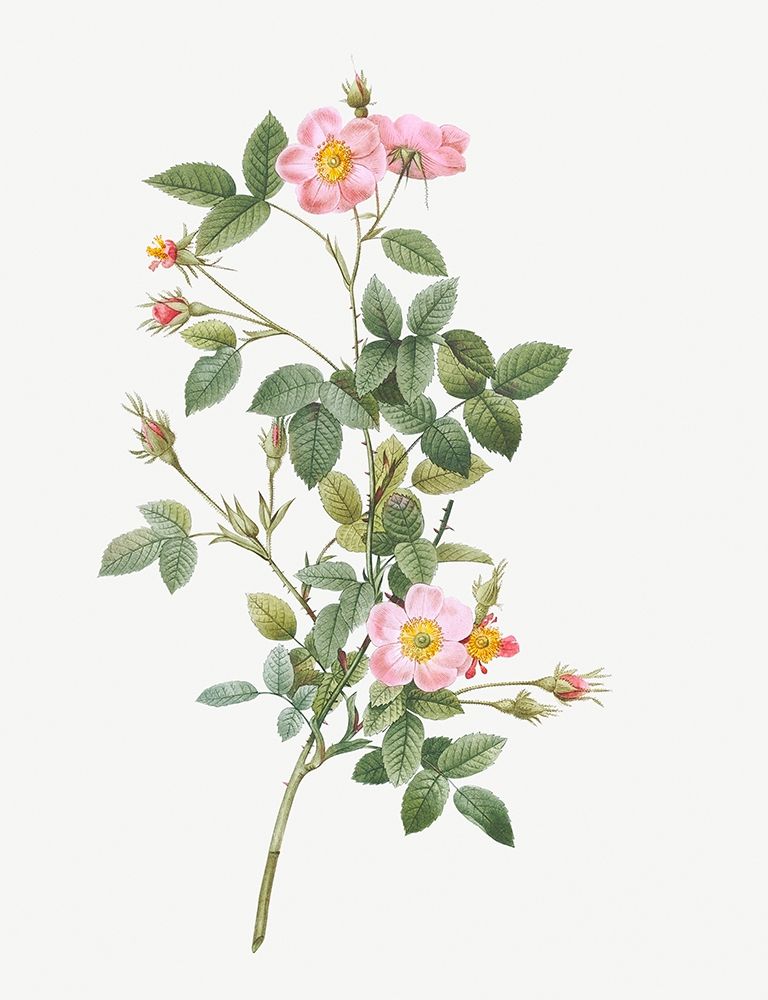 Pale Pink Pompon Rose, Rosa pomponia flore subsimplici art print by Pierre Joseph Redoute for $57.95 CAD