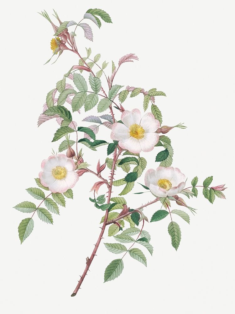 Rosa reductea glauca, Reddish Rosebush art print by Pierre Joseph Redoute for $57.95 CAD