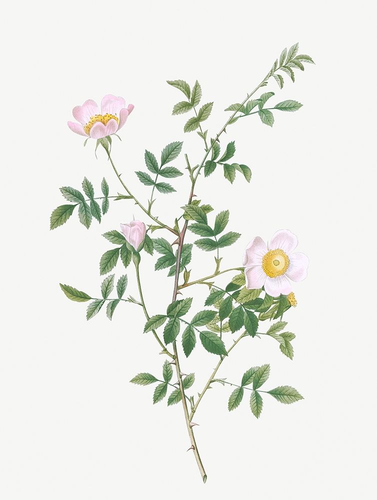 Pink Hedge Rose, Rosa sepium rosea art print by Pierre Joseph Redoute for $57.95 CAD