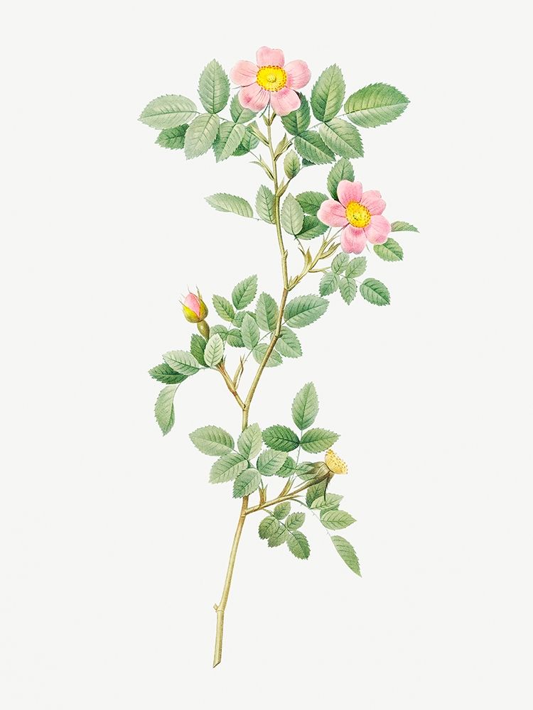 Montezuma Rose art print by Pierre Joseph Redoute for $57.95 CAD