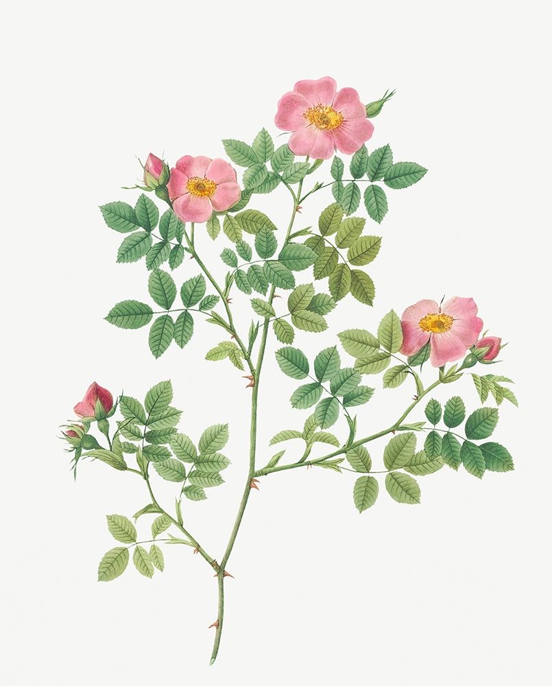 Corymb Rose, Rose Bush, Rosa dumetorum art print by Pierre Joseph Redoute for $57.95 CAD