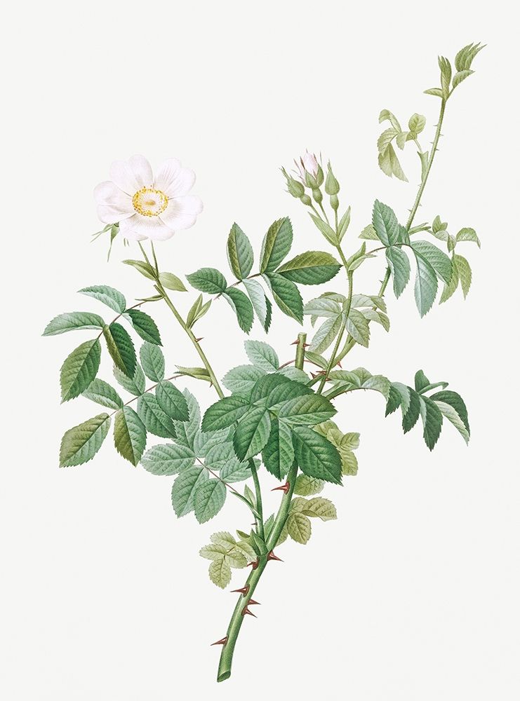 White Downy Rose, Cottony Rose, Rosa tomentosa art print by Pierre Joseph Redoute for $57.95 CAD