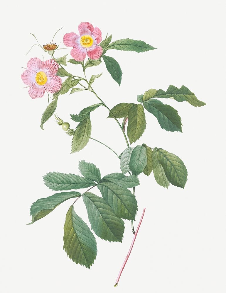 Variegated Alpine Rose, Rosa alpina flore variegato art print by Pierre Joseph Redoute for $57.95 CAD