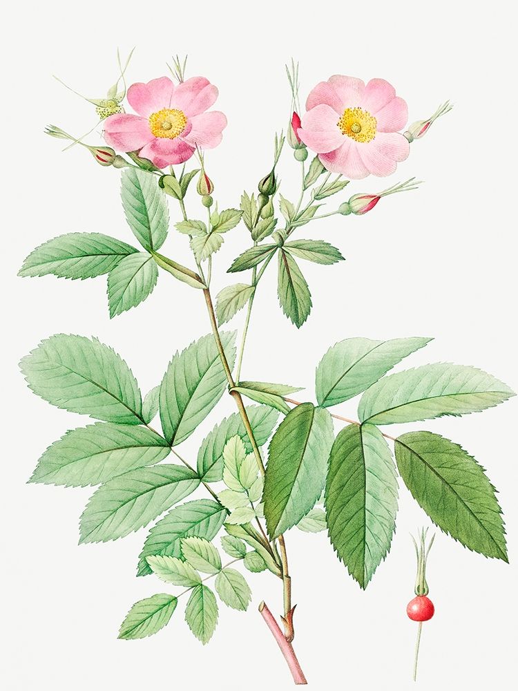 Alpine Rose, Alpine Rose with Penduncle and Glaborous Calyx art print by Pierre Joseph Redoute for $57.95 CAD