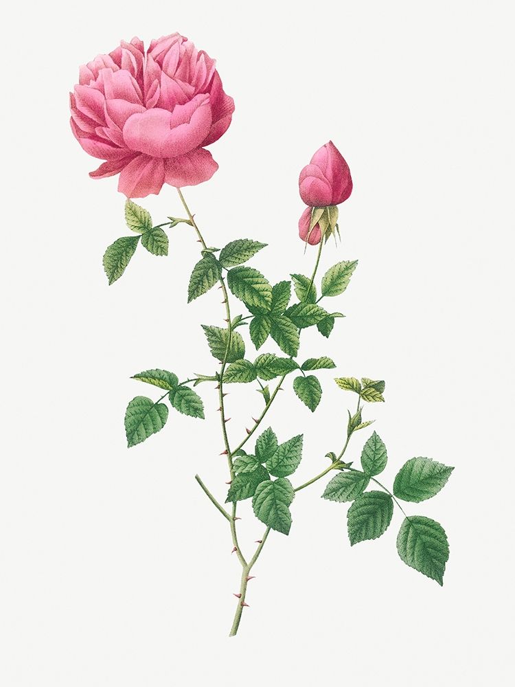 Autumn China Rose, Autumn Bengal, Rosa indica automnalis art print by Pierre Joseph Redoute for $57.95 CAD