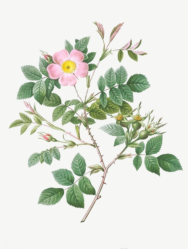 Malmedy Rose, Rosa Malmundariensis art print by Pierre-Joseph Redouté for $57.95 CAD
