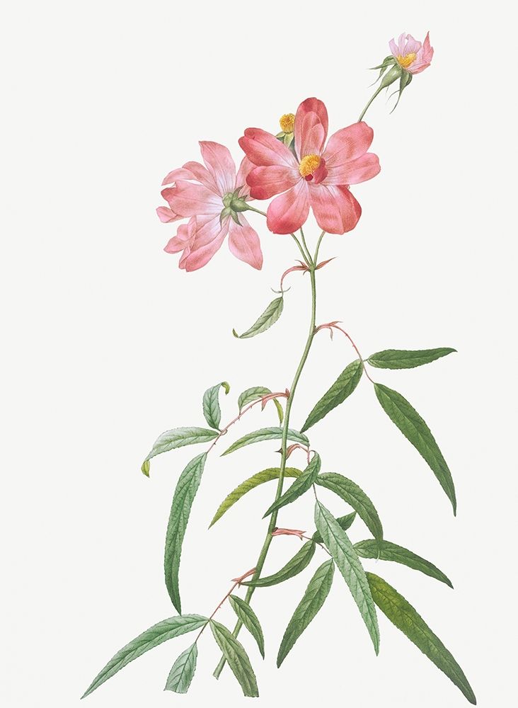 Peach Leafed Rose, Rosa longifolia art print by Pierre Joseph Redoute for $57.95 CAD